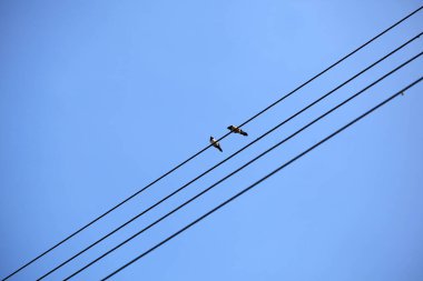 Şehirde elektrik kablosundaki kuşlar