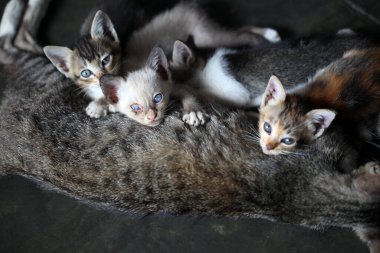 Anne (anne) kedi (yavru kedi). Yavru kediler annelerinin vücudunda rahatlar. Kedi yavrusunu emziriyor