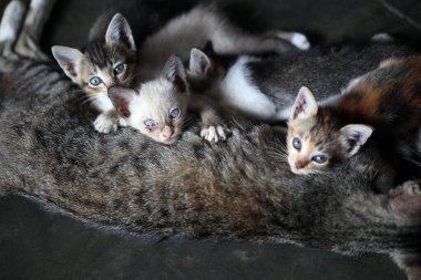 Anne (anne) kedi (yavru kedi). Yavru kediler annelerinin vücudunda rahatlar. Kedi yavrusunu emziriyor
