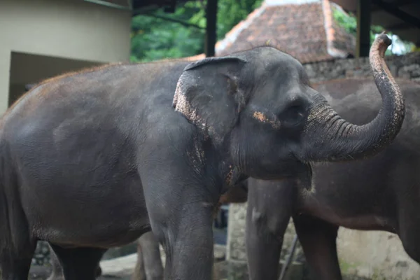 Sumatra Elefant Zoo Yogyakarta — Stockfoto