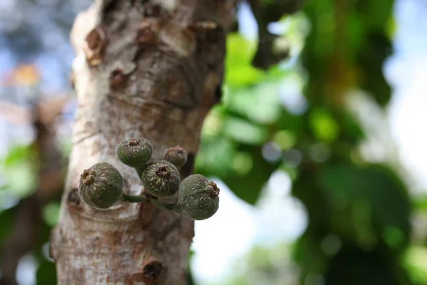 Loa Fruit Ficus Racemosa Indonesië Noemen Sommigen Het Een Araboom — Stockfoto