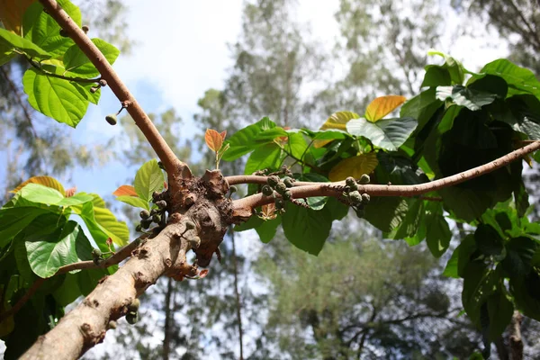 Плоды Лоа Ficus Racembeld Индонезии Называют Деревом Ара — стоковое фото