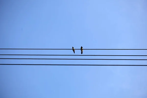 Aves Cable Eléctrico Ciudad — Foto de Stock