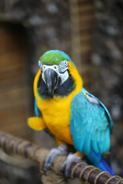 Guacamayo Azul Amarillo Ara Ararauna Loro Guacamayo Sobre Fondo Natural — Foto de Stock