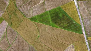 Sarı buğday tarlası ve hasat tarlasının geri kalanı üzerinde dron. Tarım köyü kırsal çiftlik yolu trafik ufku. Doğal tarım kültürü üretimi Asya Endonezya.