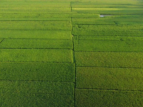 Endonezya Pirinç Terasları Insansız Hava Aracı Kamerasından Alınan Hava Manzarası — Stok fotoğraf