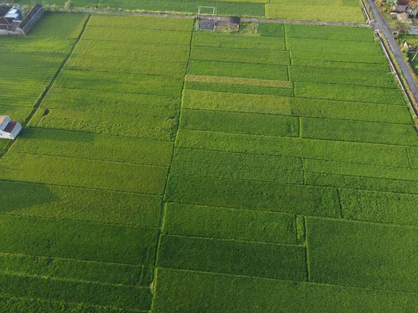 インドネシア棚田フィールドドローンカメラから撮影した空中ビュー 観光地の振興に利用できます — ストック写真