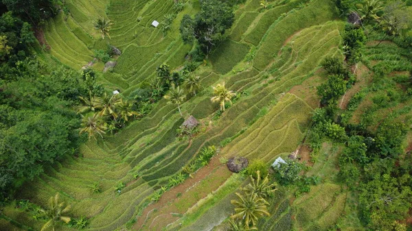 印度尼西亚稻田从无人驾驶相机拍摄的空中图像 可用于推广旅游景点 — 图库照片