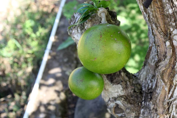 Jeruk Bali Pomelo Boom — Stockfoto