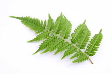 beyaz arkaplanda yeşil yapraklar izole