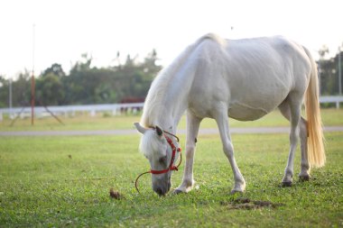 Baharda bir çayırda otlayan güzel beyaz at. At ot yer.