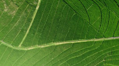 Pirinç teraslarının havadan görünüşü. İnsansız hava aracından peyzaj. Havadan tarımsal manzara. Yazın pirinç terasları. Kulonprogo, Yogyakarta, Endonezya. Seyahat - resim