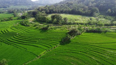 Pirinç teraslarının havadan görünüşü. İnsansız hava aracından peyzaj. Havadan tarımsal manzara. Yazın pirinç terasları. Kulonprogo, Yogyakarta, Endonezya. Seyahat - resim