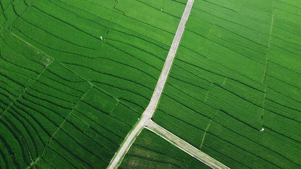 棚田の空中ビュー ドローンからの風景 空気からの農業風景 夏の棚田 インドネシア ジョグジャカルタのクルンプロゴ — ストック写真