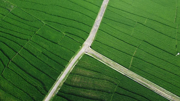 Pirinç Teraslarının Havadan Görünüşü Nsansız Hava Aracından Peyzaj Havadan Tarımsal — Stok fotoğraf