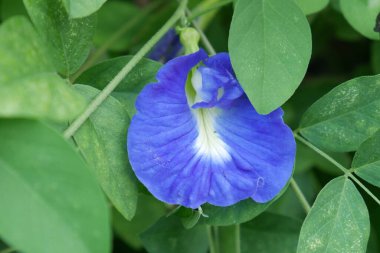 Mavi Bezelye Çiçeği ya da Asya Güvercin Kanatları (Clitoria ternatea), bu sarmaşık bitkisinin Kelebek bezelyesinin mavi bir çeşididir.