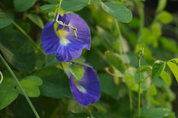 꽃이나 아시아의 Clitoria Ternatea 가까이 덩굴은 나비의 변종이다 — 스톡 사진