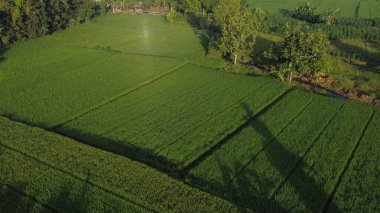 Sabah yeşil pirinç tarlalarının havadan görünüşü