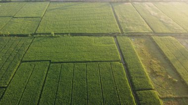 Sabah yeşil pirinç tarlalarının havadan görünüşü