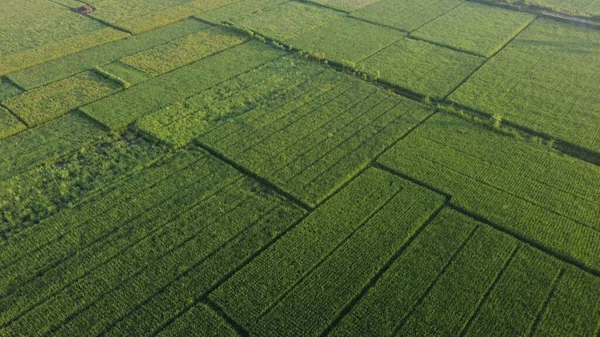 午前中の緑の田んぼの空中風景 — ストック写真