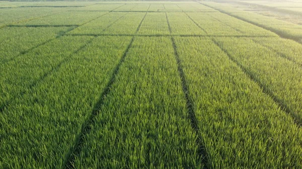 Letecký Pohled Pole Zelené Rýže Dopoledních Hodinách — Stock fotografie