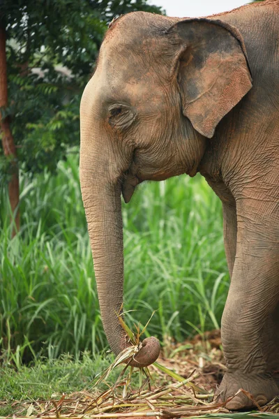 Asya fili görünümünü kapat — Stok fotoğraf
