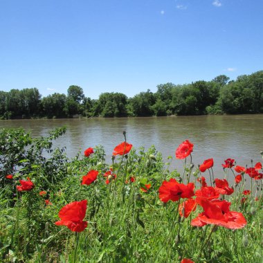 The Des Moines River flows through southeast Iowa. The poppies shown here are in Farmington, Iowa, near the boat ramp.
