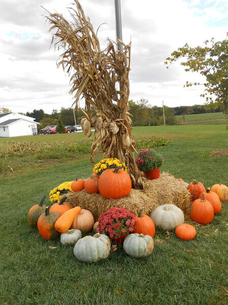 Pumpkins and Cornstalks in Illinois. The Bompke Pumpkin Farm, central Illinois.