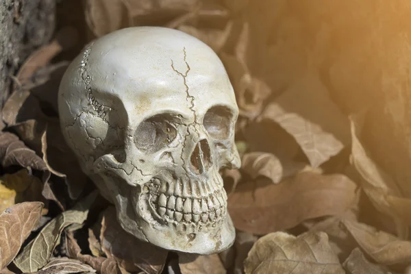 Still-life of human skull on dry leaf