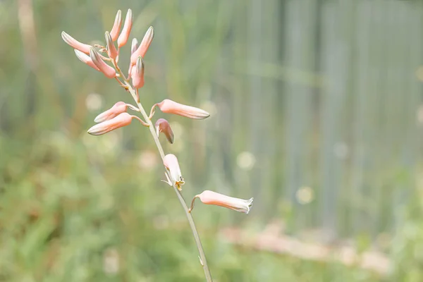Piękne Kolorowe Kwiaty Aloesu Ogrodzie — Zdjęcie stockowe