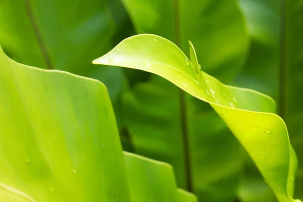 Verse Groene Varen Bladeren Natuur — Stockfoto