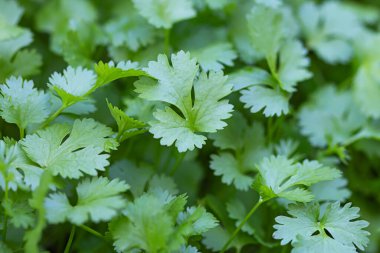 Birçok kişniş organik olarak yetiştirilir.