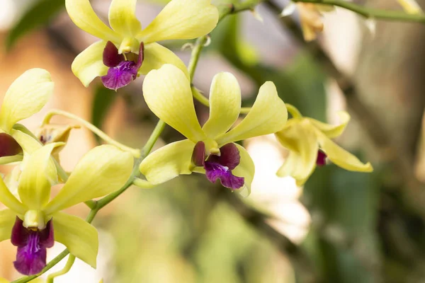 Красиві Жовті Орхідеї Саду — стокове фото