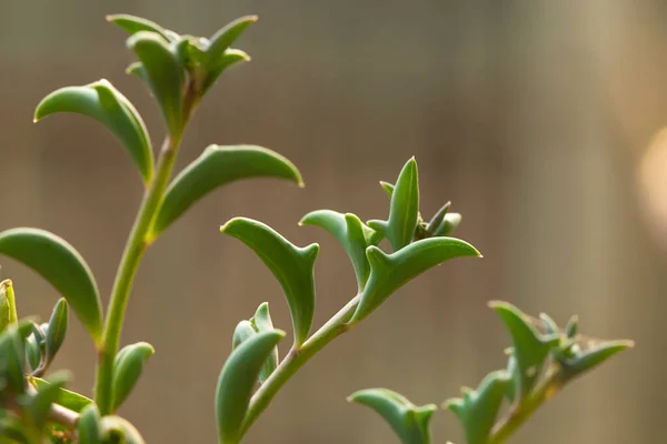 Dolphin Succulents bitki (Senecio peregrinus) Yunus kolyesi