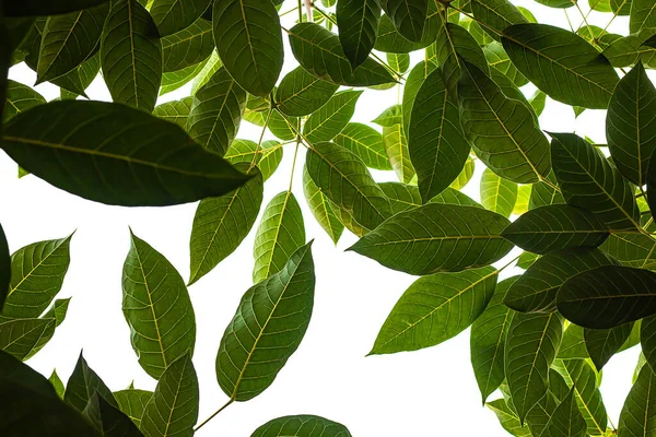 Leuchtend Grüne Blätter Weißer Himmel Hintergrund — Stockfoto