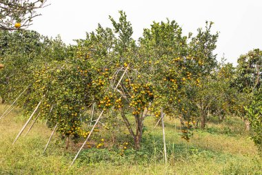 Bahçedeki portakal ağaçları