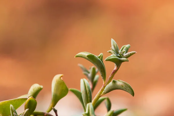 Dolphin Succulents bitki (Senecio peregrinus) Yunus kolyesi