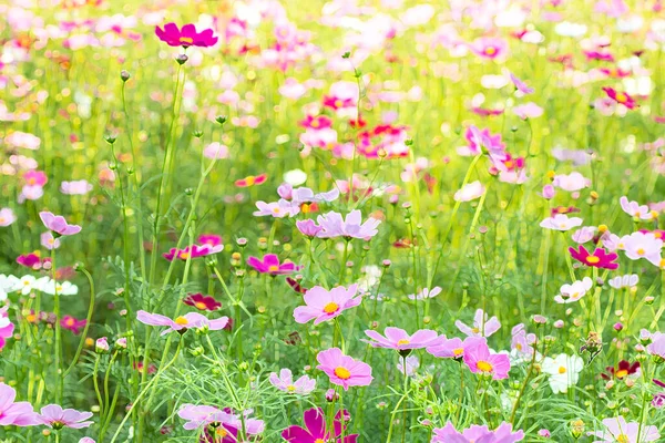 Ein Feld Aus Bunten Kosmos Blumen Kombiniert Mit Alten Und — Stockfoto