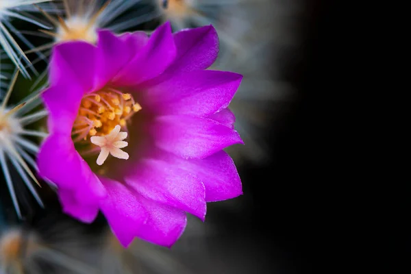 Lila Kakteenblüten Gelbe Staubgefäße — Stockfoto