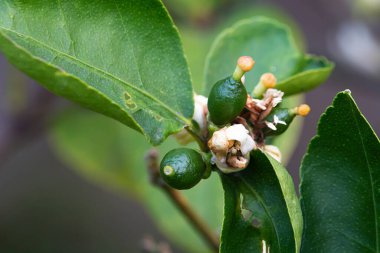 Organik olarak yetişmiş çiçek ve limon
