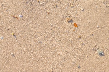 Kumsaldaki kum deniz kabuklarıyla dolu.