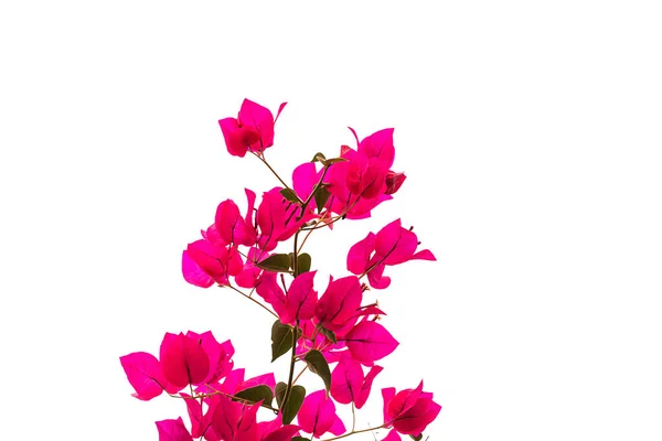 Beyaz arka planda pembe Bougainvillea çiçeği