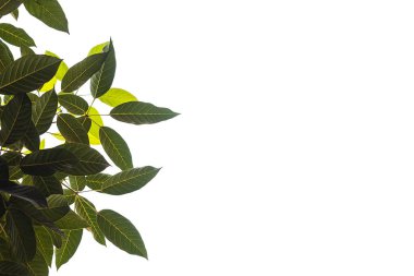 Beyaz arkaplanda açık ve koyu yapraklar