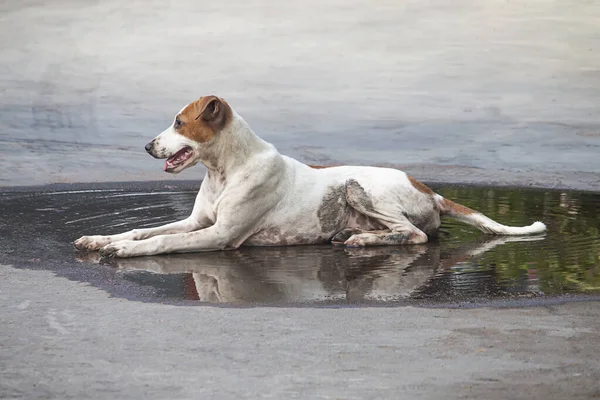 A dog soaks in a puddle on the street to cool off
