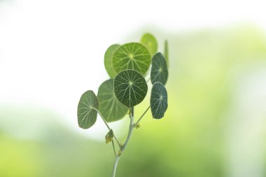 Ağacın güzel yuvarlak yaprakları var.