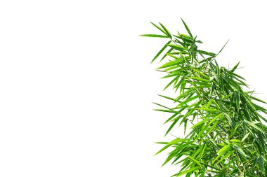 Beyaz gökyüzü arka planında bambu dalları