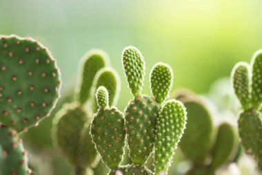 Genç filizlenen kaktüs filizleri