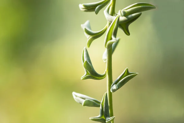 Dolfijn Succulenten Plant Senecio Peregrinus Dolfijn Ketting — Stockfoto