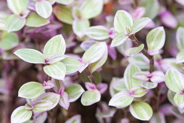Callisia, pembe bayanı canlandırıyor. Güzel bir renk.