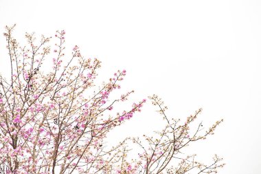 Ağaçta çok güzel pembe çiçekler var.